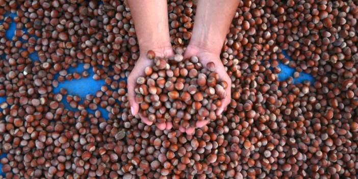 Fındık İhracatının üçte biri Trabzon’dan: 6 ayda 391 milyon dolarlık gelir