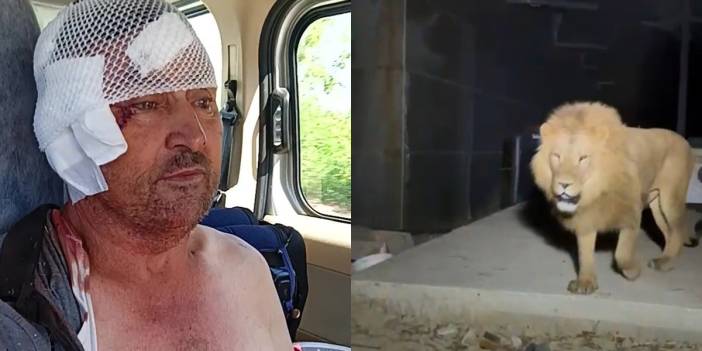Antalya'da aslan paniği! Hayvanat bahçesinden kaçıp çiftçiye saldırdı