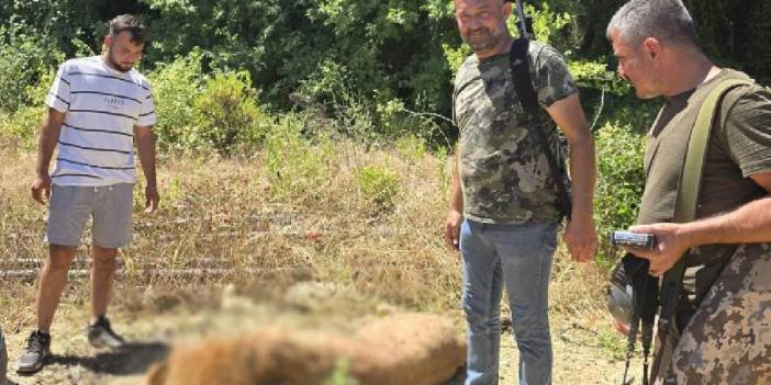 Antalya’da kafesinden kaçan aslan öldürüldü: Hayvan parkına soruşturma