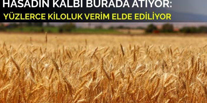 Unun ve ekmeklik buğdayın kalbi burada atıyor! 156 hektarlık alanda yüzlerce verim alınıyor: Gözler o ilimize çevrildi