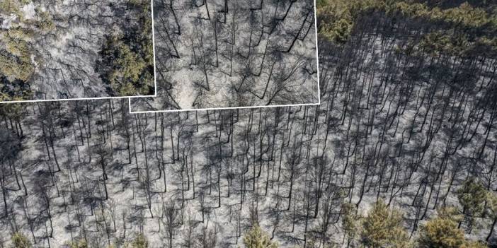 İzmir yangın faciasında 26 bin hektar alan kül oldu: Buca ilçesinin yüz ölçümünün iki katı