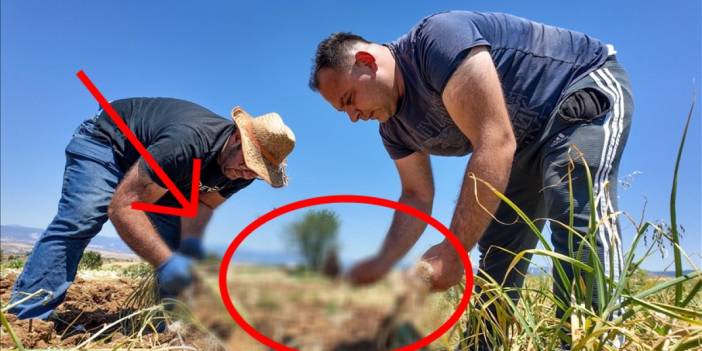 Coğrafi işaretli üründe hasat başladı! 200 liraya kadar alıcı buluyor: Üreticiyi mutlu etti