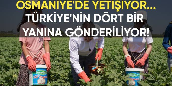 Osmaniye'de üretiliyor, Türkiye'nin dört bir yanına gönderiliyor: 5 bin 600 ton üretim yapılıyor