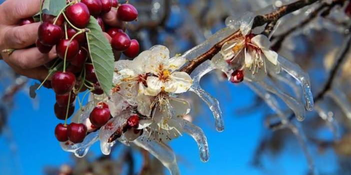 Zirai don kirazda kriz yarattı! Sadece kirazlar değil çiftçinin cebi de dondu: 61 bin ton ihracat kaybı yaşandı