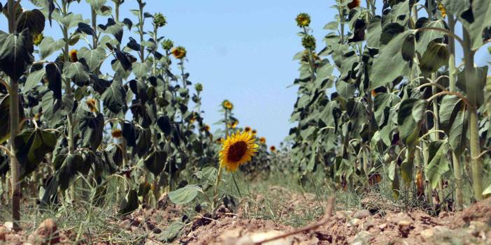 Sıcak hava ayçiçeğini vurdu: Rekolte geçen yılın altında