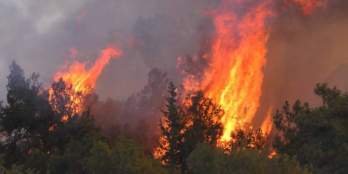 TMMOB Başkanı Koramaz'dan orman yangınları için çağrı: İhmali olanlar hesap versin