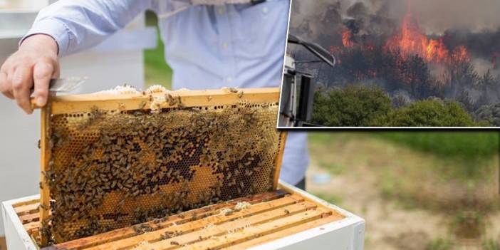 Orman yangınları arıcılığı vurdu: Binlerce kovan kül oldu, bal üretimi tehlikede