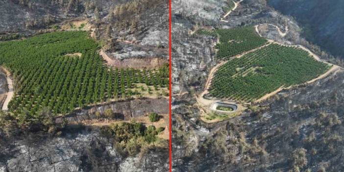 Bursa'daki yangının ardından şaşırtan görüntü: Yemyeşil bahçe küllerin ortasında ayakta kaldı