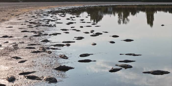 Sivas'ın cennetinde korkutan manzara! Flamingoların görmeye giden şaşkına döndü: Yüzlercesi kıyıya vurdu