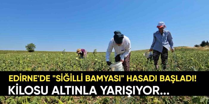 Edirne'de başladı: Sır gibi saklanan "Siğilli Bamyası" hasadı! Kilosu altın değerinde ama alıcısı çok