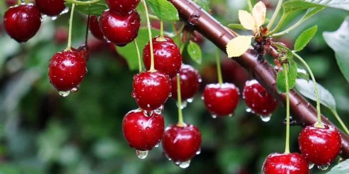 İstanbul'da enflasyon raporu: Temmuz ayı zam şampiyonu kiraz, ucuzluk lideri karpuz