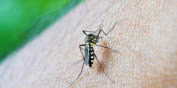 Çin’in Foşan kentinde Chikungunya salgını: Vaka sayısı 7 bini aştı