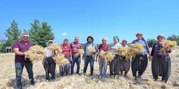 Mersin’de unutulmaya yüz tutmuş ata tohumları yeniden canlanıyor: Dağıtılan tohumlar hasat edilmeye başladı