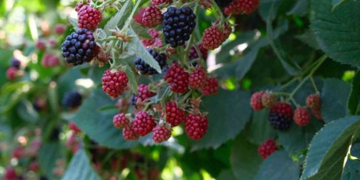 Türkiye’nin böğürtlen üssü o ilimizde hasat heyecanı başladı: Üreticiden ise fiyatlara isyan etti