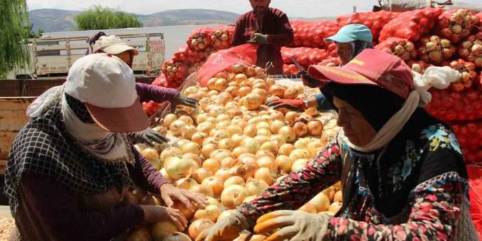 Amasya soğanı Avrupa'yı fethetti! Tarlada 5 TL'ye satılan ürün ihracat rekoru kırıyor!