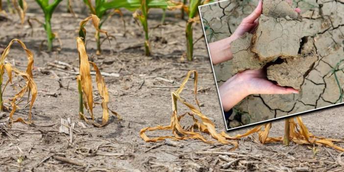 Kuraklık tarım sektörünü vurdu: Rekolte ve ürün fiyatları tehdit altında