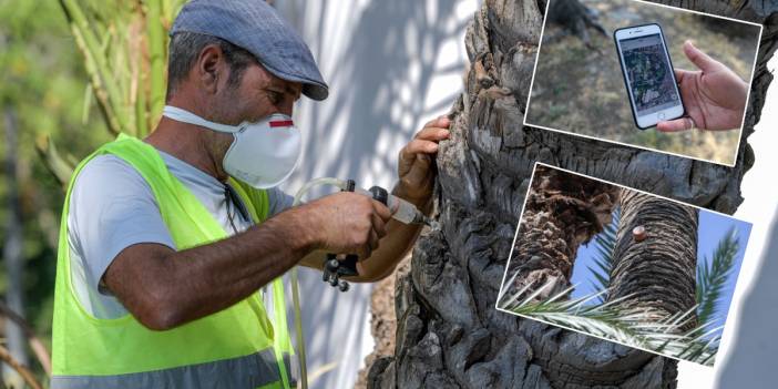 İzmir'de palmiyelere yapay zeka destekli koruma
