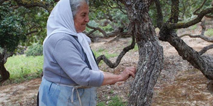 Dünyada bir Yunanistan’da bir de Türkiye’de bulunuyor! Başka yerde imkansız… Kilosu 15.000 TL’den kapış kapış gidiyor