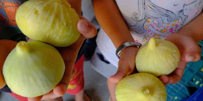 Bu sezon hasat yüzleri güldürdü! Mersin’in gözbebeğine ilgi büyük: 10 bin ton rekolte bekleniyor