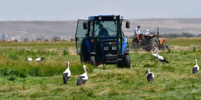 Hasat başladı leylek bereketi arttı! Çiftçinin en doğal misafiri: Tarlaları onlar süslüyor