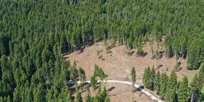 Samsun ve Zonguldak’taki ormanlık alanlarla ilgili düzenleme