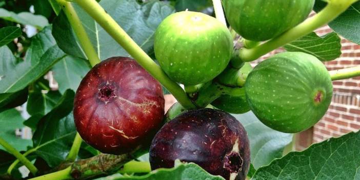 İncir ağaçları gezegenin yeni kahramanı olabilir! İklim krizine karşı ağaçların gizli gücü