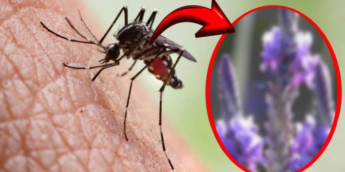 Yaz aylarının kabusu bitiyor: Evinizi ilaçlara gerek kalmadan böceklerden koruyun