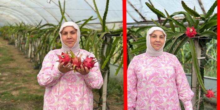 Samsun'da bir ilk: Kadın girişimci, Çarşamba Ovası'nda yetiştirdiği ejder meyvelerinde hasada başladı