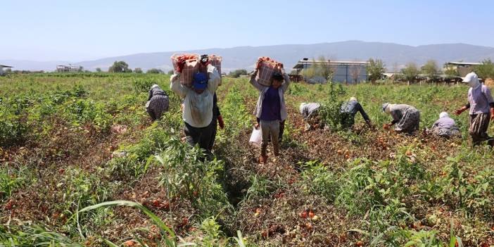 Bölgenin en önemli tarımsal ürünü sofraları taçlandıracak! Coğrafi işaretli üründe hasat başladı