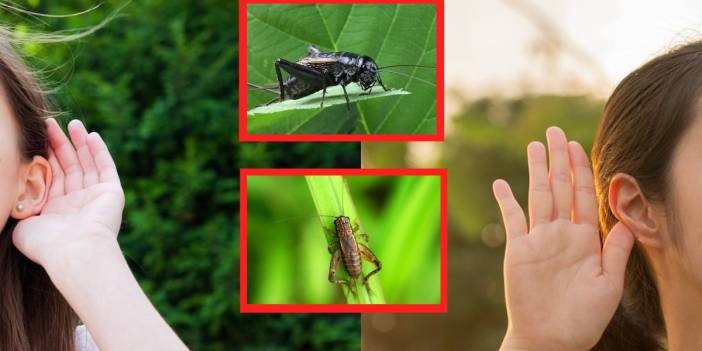 Bilim insanlarından şaşırtan keşif: Cırcır böcekleri "hayalet sesleri" duyabiliyor