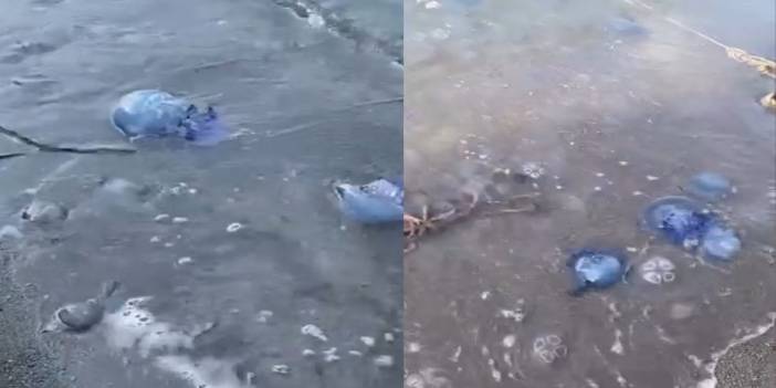 Gemlik sahillerinde mavi alarm! Yüzlerce denizanası kıyıyı istila etti: Vatandaşlar tedirgin