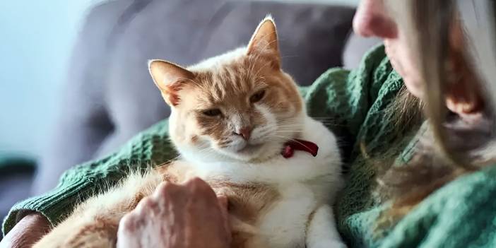 Bilim dünyası sallandı: Kedilerdeki bu keşif her şeyi değiştirecek!