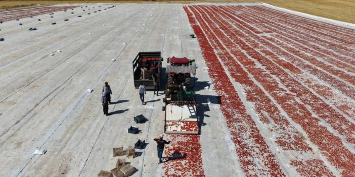 600 işçinin emeğiyle üretilen 15 bin ton domates dünya sofralarında