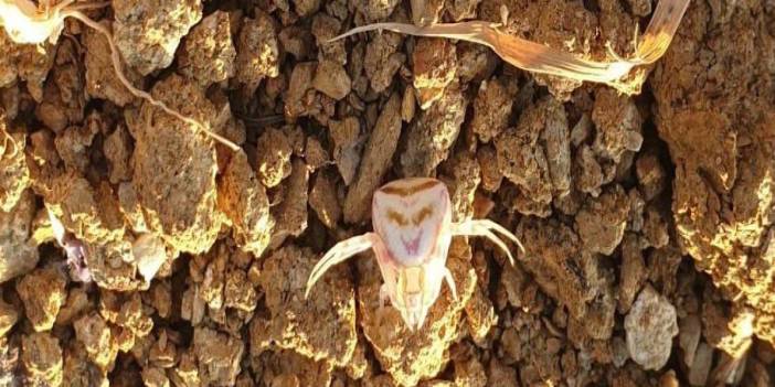 Yalova'da bahçesinde gördü, gözlerine inanamadı: "İnsan yüzlü örümcek" kameraya yakalandı!