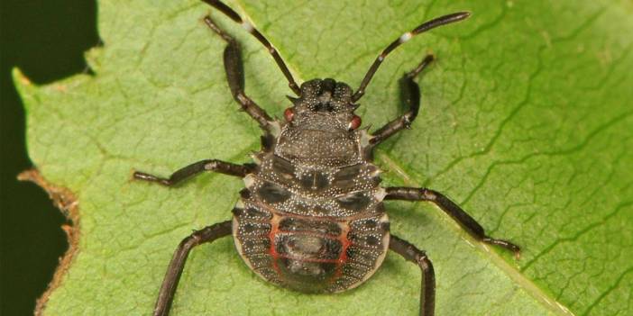 Karadenizliler dikkat! Kahverengi kokarca için ikinci ilaçlama uyarısı