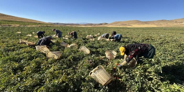 Misafir geldikleri köyün kaderini değiştirdiler: 6 bin dönüm bozkırı vahaya çevirip Avrupa'ya domates satıyorlar!