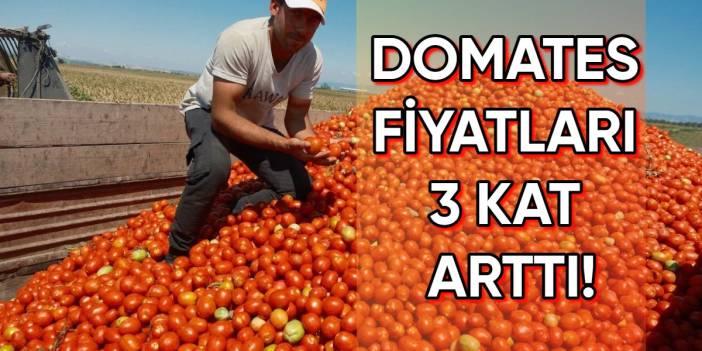 Geçen yıl tarlasını süren çiftçi bu yıl ekmedi! Sonucu ise üreticinin lehine oldu: Domates fiyatları üçe katlandı