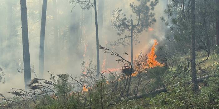 Karabük'te orman yangını