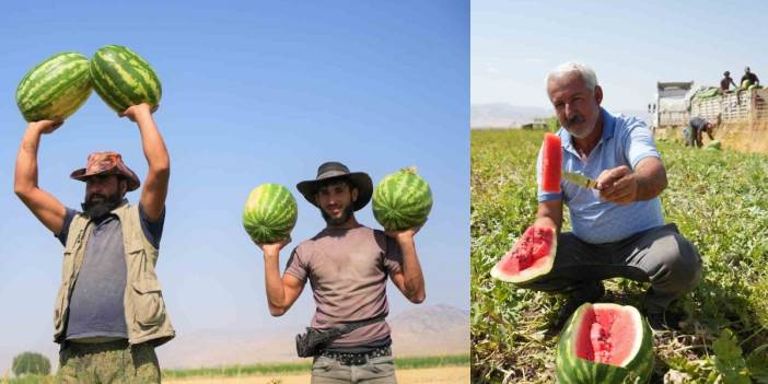 O ilimizde hasat başladı: Karpuzdan 2 milyar lira gelir bekleniyor