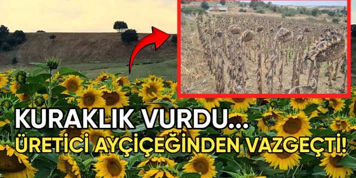 Kuraklık vurdu, verim yarı yarıya düştü: Çiftçi ayçiçeğinden vazgeçme noktasına geldi