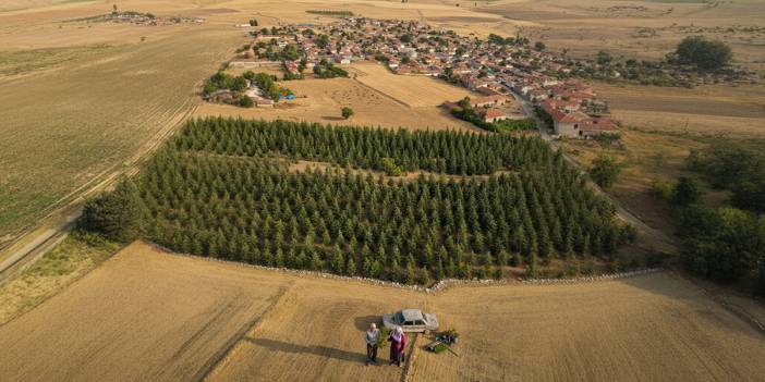 Arabasını satıp 5 bin sedir fidanı dikti: Şimdi ormana dönüştü!