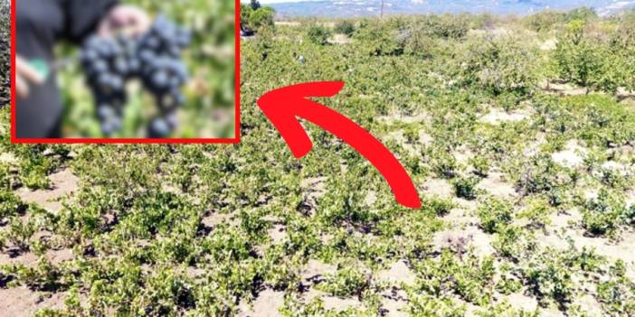 Rekolte ve kalite kaybı yüzde 70’e ulaştı! Kuraklık en çok onu vurdu, çiftçiler isyan etti: “Böyle bir sene hiç görmedik”