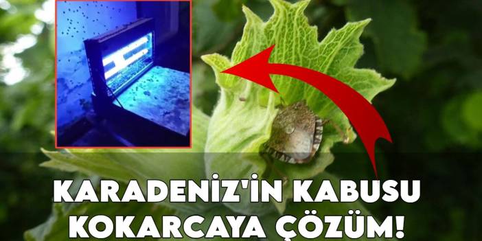 Karadeniz'in kabusu kokarcaya yerli çözüm! Yüz milyonlarca dolarlık zarara son