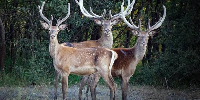 Mahkemeden yaban hayatı için karar: Kızıl geyik avı durduruldu