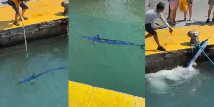 Nesli tükenmekte olan nadir balığı zıpkınla avladılar: Vatandaşlar tepki gösterdi, ceza kesildi