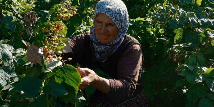 Küçük çaplı üretimle başlandı 15 yılda 1000 tona ulaşıldı! Türkiye’nin ihtiyacı buradan karşılanıyor: Kilosu 250 TL