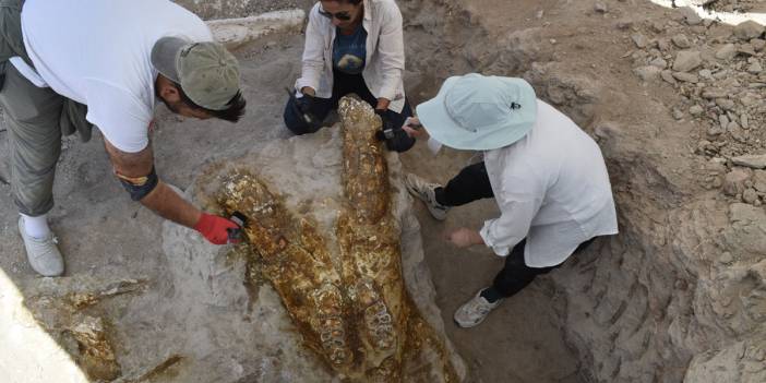 Kayseri’deki kazılarda 7,7 milyon yıllık 3 fil kafatası bulundu