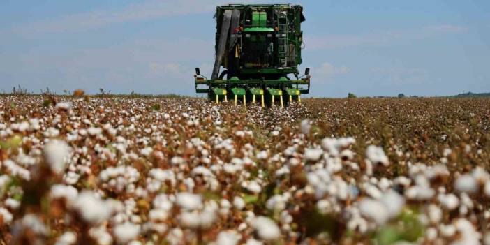 Adana'da bir dönem bitiyor! "Beyaz altın" pamukta hasat hüzünlü başladı, ekim alanları yüzde 70 eridi!