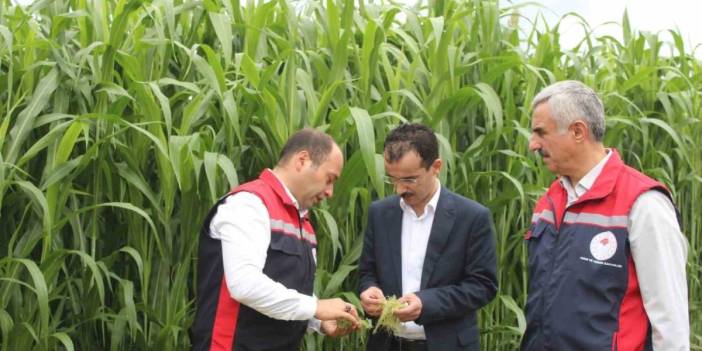 Tokat'ta hayvancılık için yeni umut: Devlet destekli "Sorgum sudan otu" hasat edildi, üretici memnun!