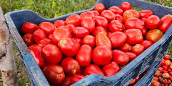Tarlalarda verim yüksek ama yüzler gülmüyor! Ünlü domateste hasat başladı: Kilo fiyatı 4 lira...